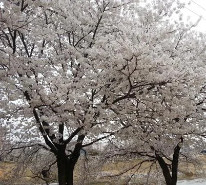 Blossom Bliss Stock Photos
