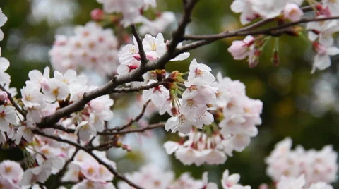Blossom, botanicals, vegetative Stock Footage 47344801