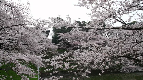 Blossom, botanicals, vegetative Stock Footage 47346020