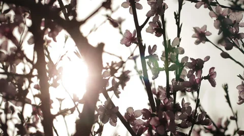 Blossom Branch 스톡 동영상 29184103