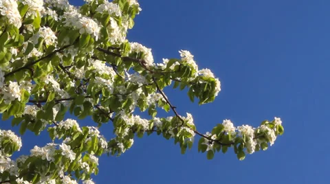 Blossom branch Stock-Footage 29659085
