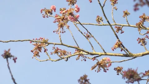 Blossom Branch 库存影片 130662298