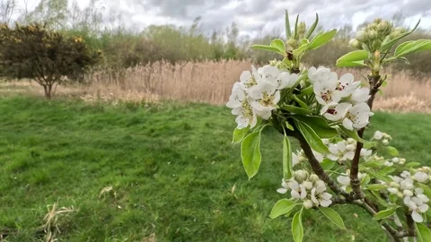 Blossom on a branch 库存影片 332109061