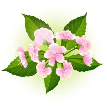 Blossom branch Illustrazione stock