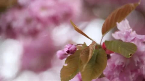 Blossom branch in the wind 2 Stock Footage 10911888