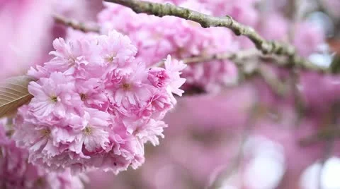 Blossom branch in the wind Stock Footage 10911912