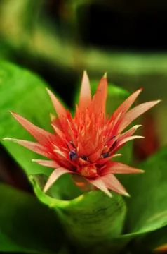 Blossom bromeliad Stock Photos