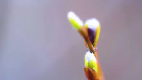 Blossom bud in the wind Stock Footage 237390586