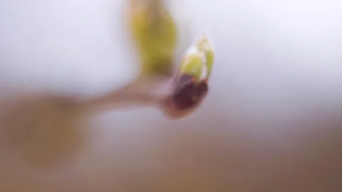 Blossom bud in the wind Stock Footage 237390921