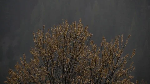 Blossom buds on tree. Stock Footage 75751644