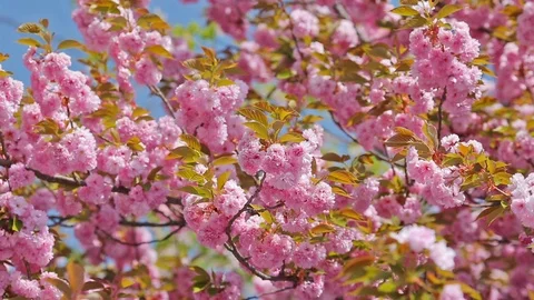 Blossom cherry branches in the wind. Stock Footage 90898569