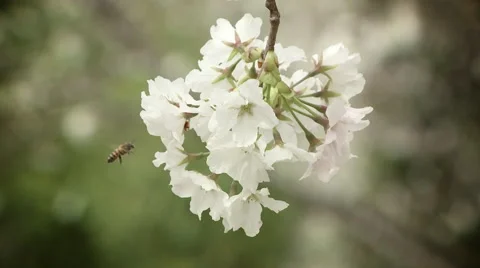 Blossom Cherry closeup Video stock 43089768
