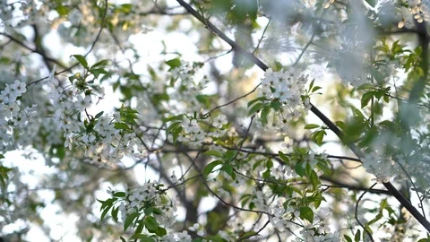 Blossom of cherry Stock Footage 107085378