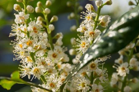 Blossom of a cherry laurel Fotos de archivo