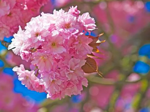 Blossom of cherry Stock Photos