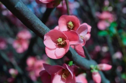 Blossom of cherry Stock Photos