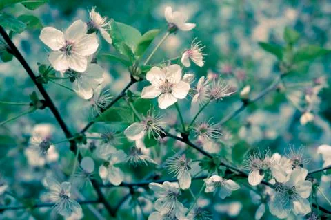 Blossom cherry Stock Photos