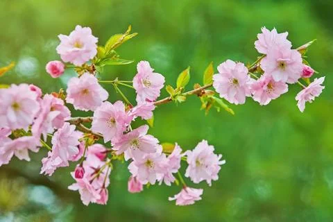 Blossom of Cherry Stock Photos