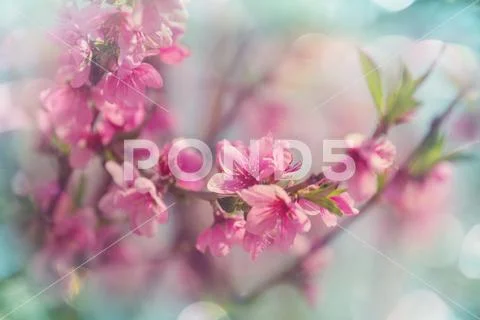 Blossom cherry Stock Photos