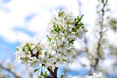 Blossom of cherry in spring close-up with clear sky Stock Photos