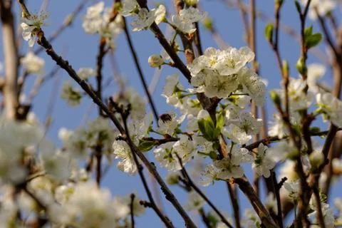 Blossom cherry tree with bee Stock Photos