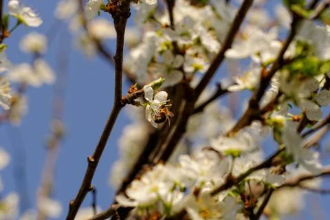 Blossom cherry tree with bee Stock Photos
