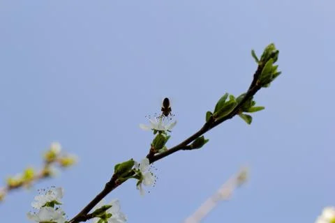 Blossom cherry tree with bee Stock Photos