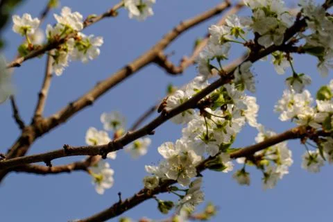 Blossom cherry tree with bee Stock Photos