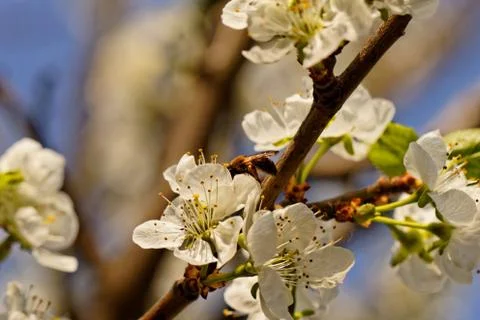 Blossom cherry tree with bee Stock Photos
