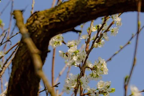 Blossom cherry tree with bee Stock Photos