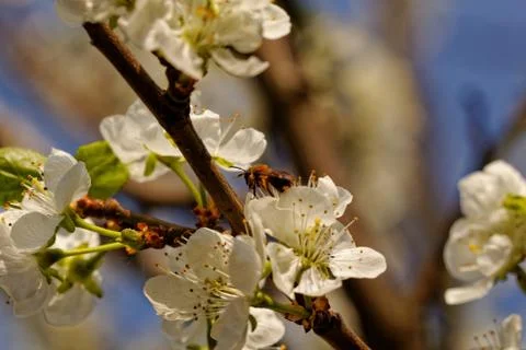 Blossom cherry tree with bee Stock Photos
