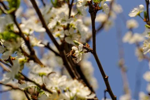 Blossom cherry tree with bee Stock Photos