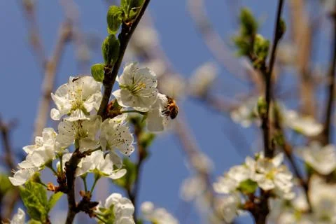 Blossom cherry tree with bee Stock Photos