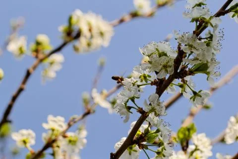 Blossom cherry tree with bee Stock Photos