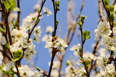 Blossom cherry tree with bee Stock Photos