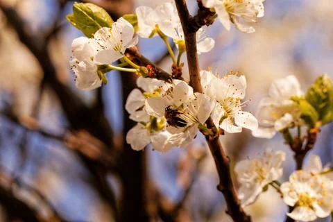 Blossom cherry tree with bee Stock Photos