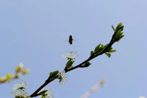 Blossom cherry tree with bee Stock Photos