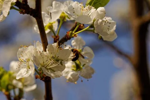 Blossom cherry tree with bee Stock Photos