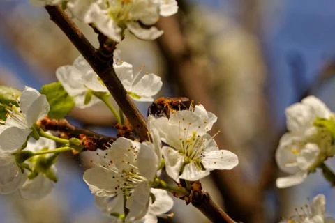 Blossom cherry tree with bee Stock Photos
