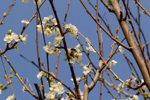 Blossom cherry tree with bee Stock Photos