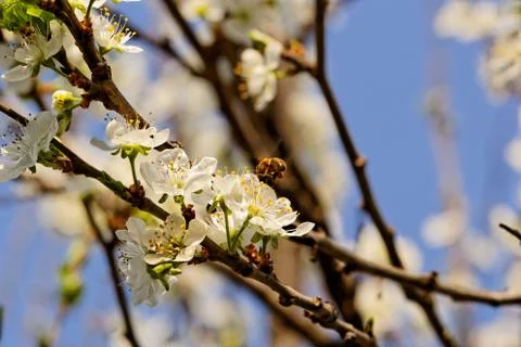 Blossom cherry tree with bee Stock Photos