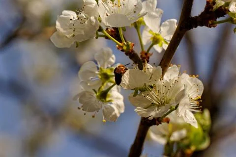 Blossom cherry tree with bee Stock Photos