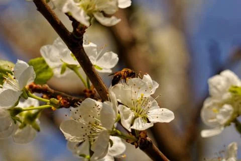 Blossom cherry tree with bee Stock Photos