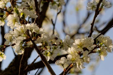 Blossom cherry tree with bee Stock Photos