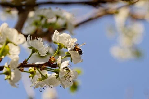 Blossom cherry tree with bee Stock Photos