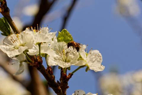 Blossom cherry tree with bee Stock Photos