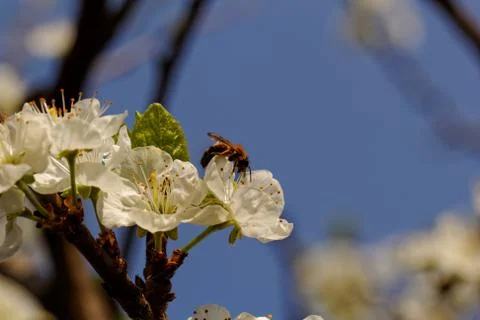 Blossom cherry tree with bee Stock Photos