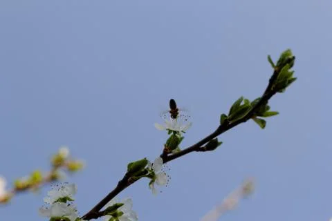 Blossom cherry tree with bee Stock Photos