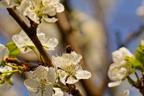 Blossom cherry tree with bee Stock Photos
