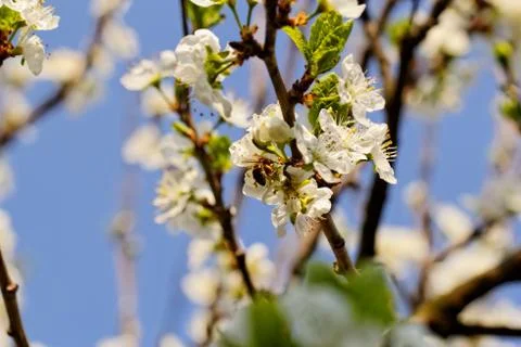Blossom cherry tree with bee Stock Photos